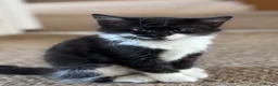 Mixed Breed cats for sale: * 7 BEAUTIFUL KITTENS * 4 FEMALE AND 3 MALE * - Advert 36