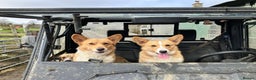 Welsh Corgi Pembroke dogs for sale: Little Lady Pembrokeshire Corgi - Advert 1