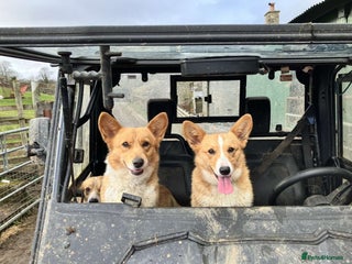 Welsh Corgi Pembroke dogs Little Lady Pembrokeshire Corgi - Advert 4