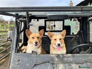 Welsh Corgi Pembroke dogs Little Lady Pembrokeshire Corgi - Advert 14