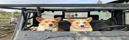 Welsh Corgi Pembroke dogs for sale: Little Lady Pembrokeshire Corgi - Advert 1
