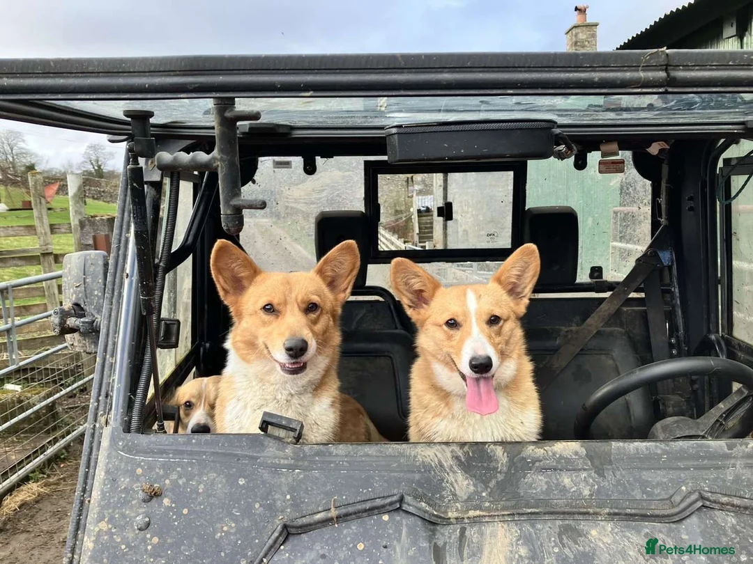 Welsh Corgi Pembroke dogs for sale: Little Lady Pembrokeshire Corgi - Advert 1