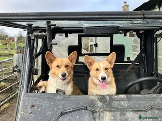 Welsh Corgi Pembroke dogs Little Lady Pembrokeshire Corgi - Advert 2