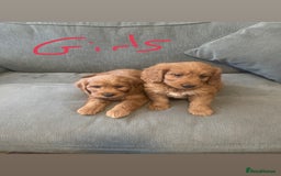 Irish Doodle dogs for sale: Irish doodle puppies - Image 4