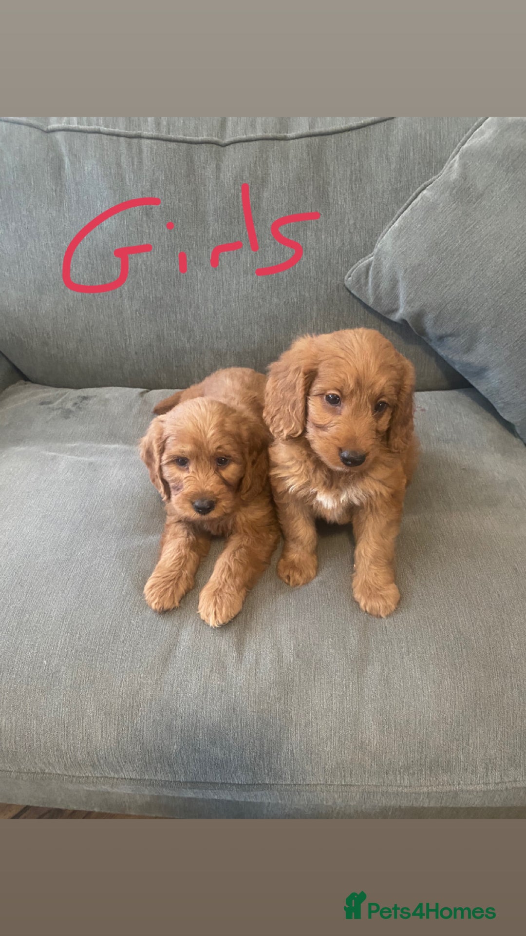 Irish Doodle dogs for sale: Irish doodle puppies - Image 4
