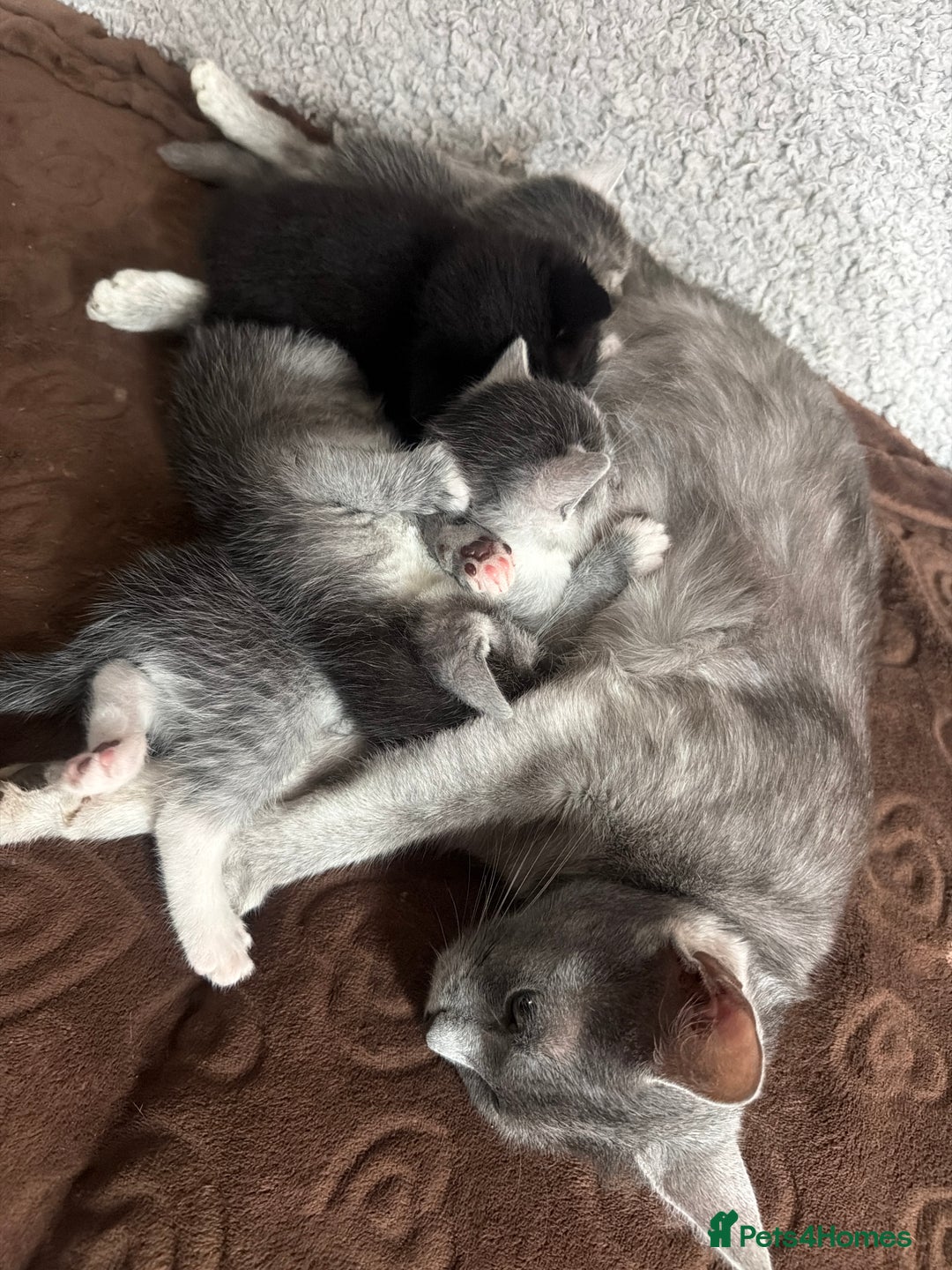 Russian Blue cats for sale: Kittens  - Advert 5