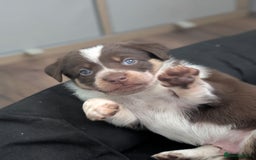 Border Collie dogs for sale: Collie mix puppies looking for their families! - Image 37