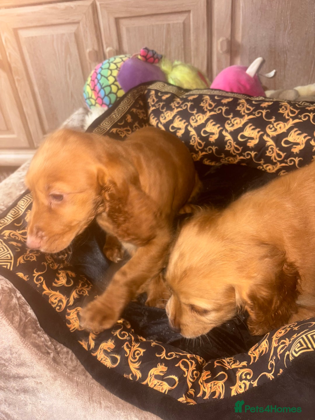 Cockapoo dogs for sale: 8 gorgeous little cockapoo puppies for sale - Image 18