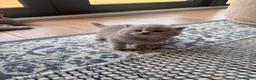 British Shorthair cats for sale: Adorable pure British shorthair kittens  - Advert 24