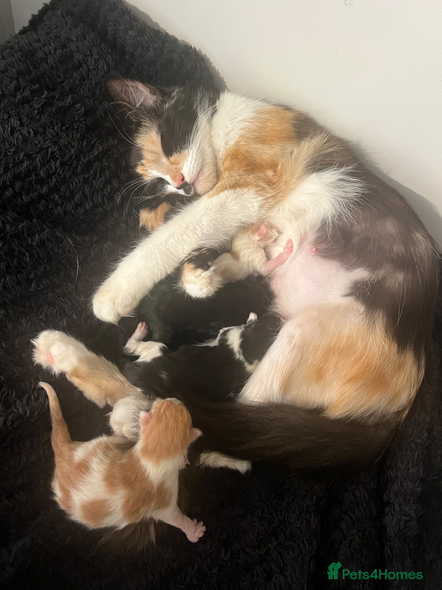 Mixed Breed cats Mixed breed kittens for sale - Advert 1