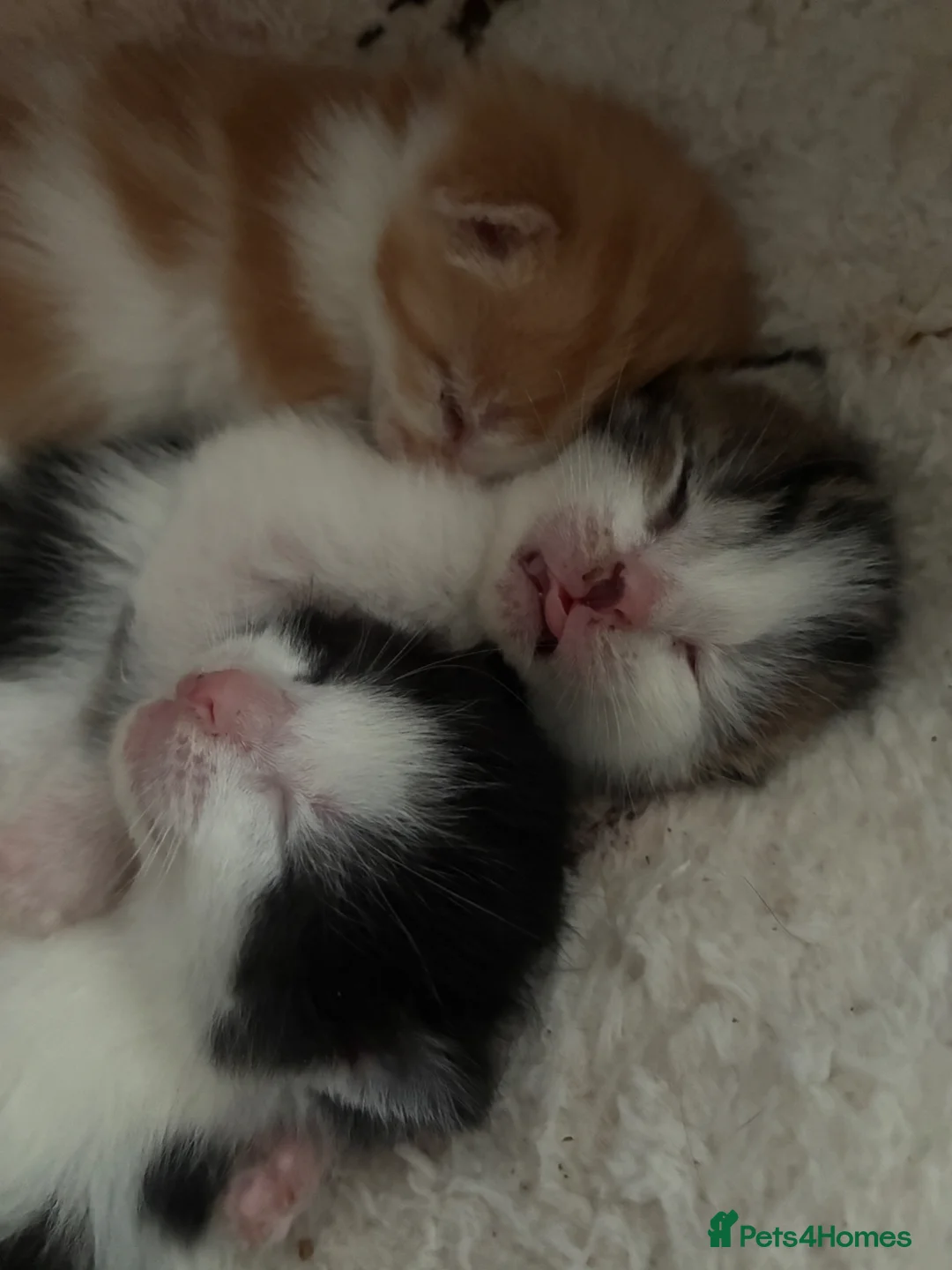 Domestic Shorthair cats for sale: 4 Beautiful kittens ready 6/4/26 (3 male/1 female) - Advert 27