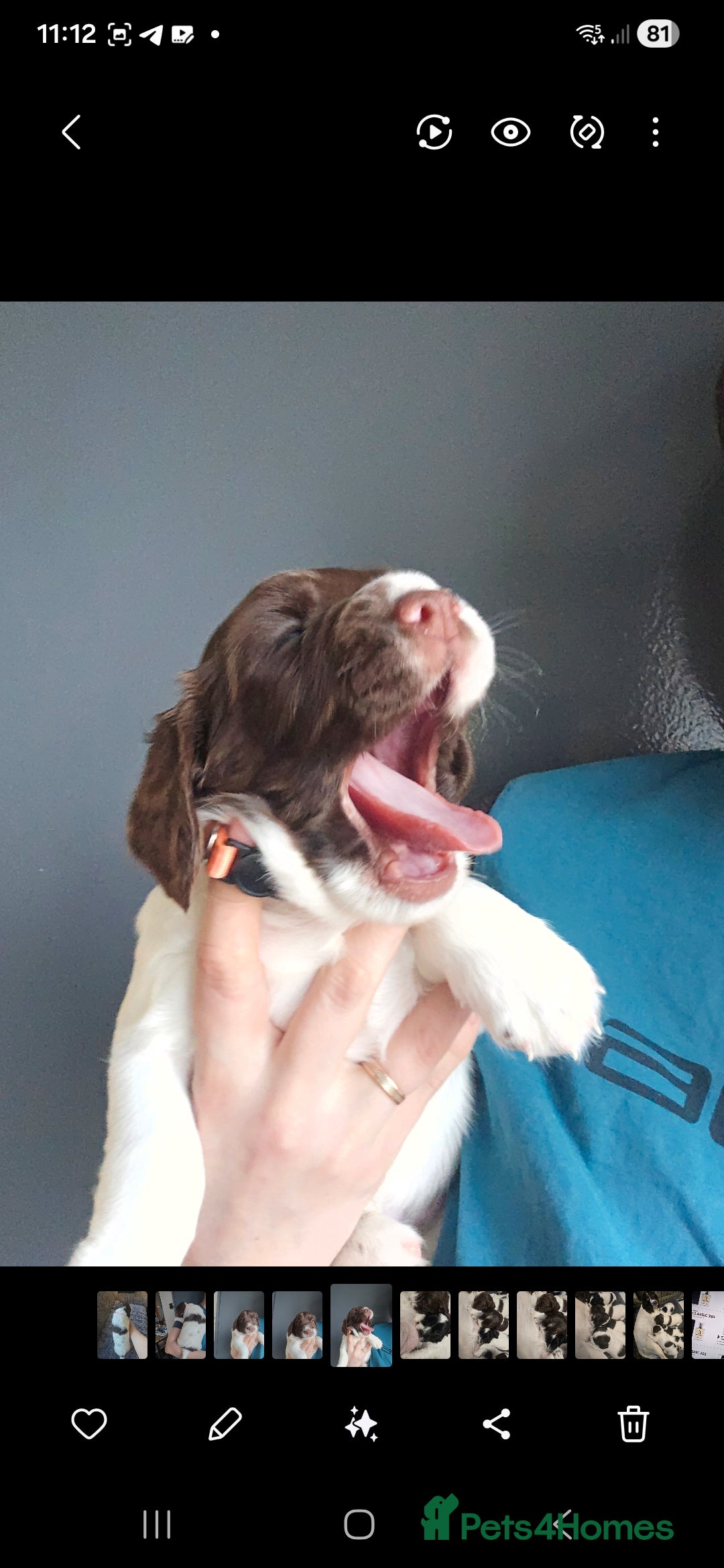 English Springer Spaniel dogs Health Tested KS English Springer Spaniel puppies  - Advert 2