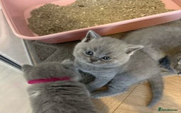 British Shorthair cats for sale: BEAUTIFUL BRITISH SHORTHAIR KITTENS - Image 16