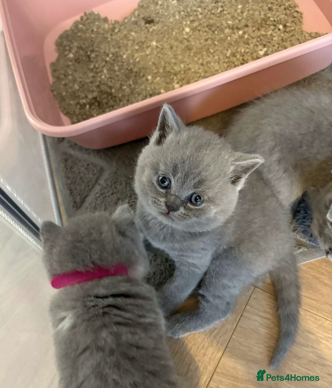 British Shorthair cats for sale: BEAUTIFUL BRITISH SHORTHAIR KITTENS - Image 16