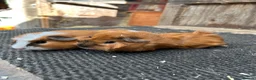 Guinea Pig rodents for sale: Guinea pigs - Advert 3