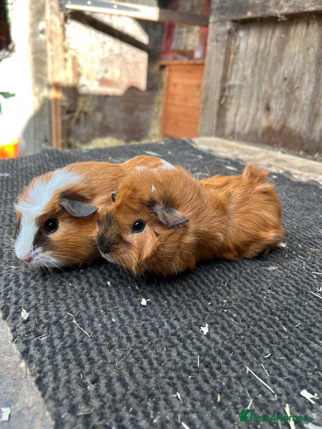 Guinea Pig rodents for sale: Guinea pigs - Advert 3