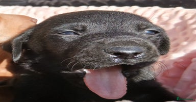 Labrador Retriever dogs - Advert 3