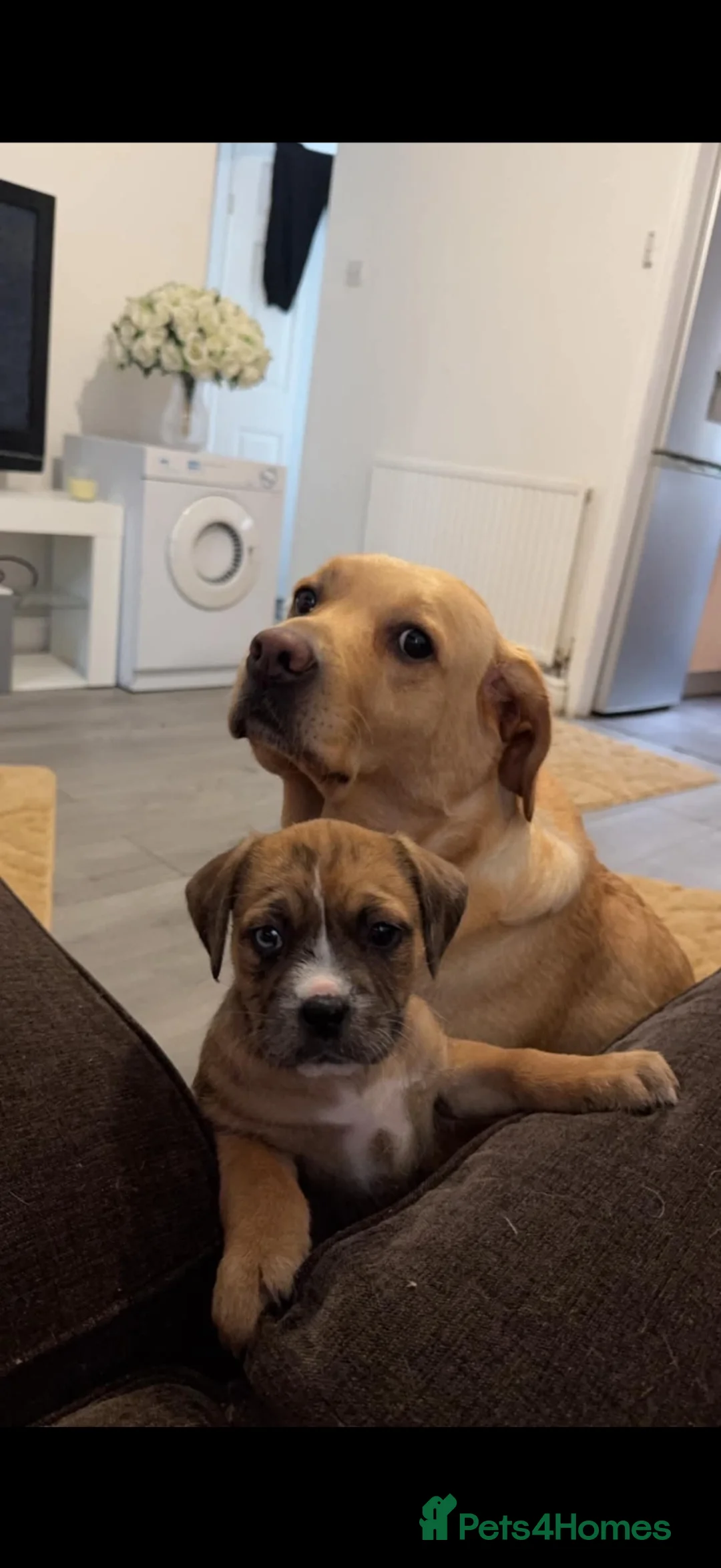 Mixed Breed dogs for sale: Onyx Is Looking For Her New Home  - Advert 10