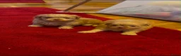 Shih Tzu dogs for sale: Imperial Shih Tzu Puppies - Advert 11