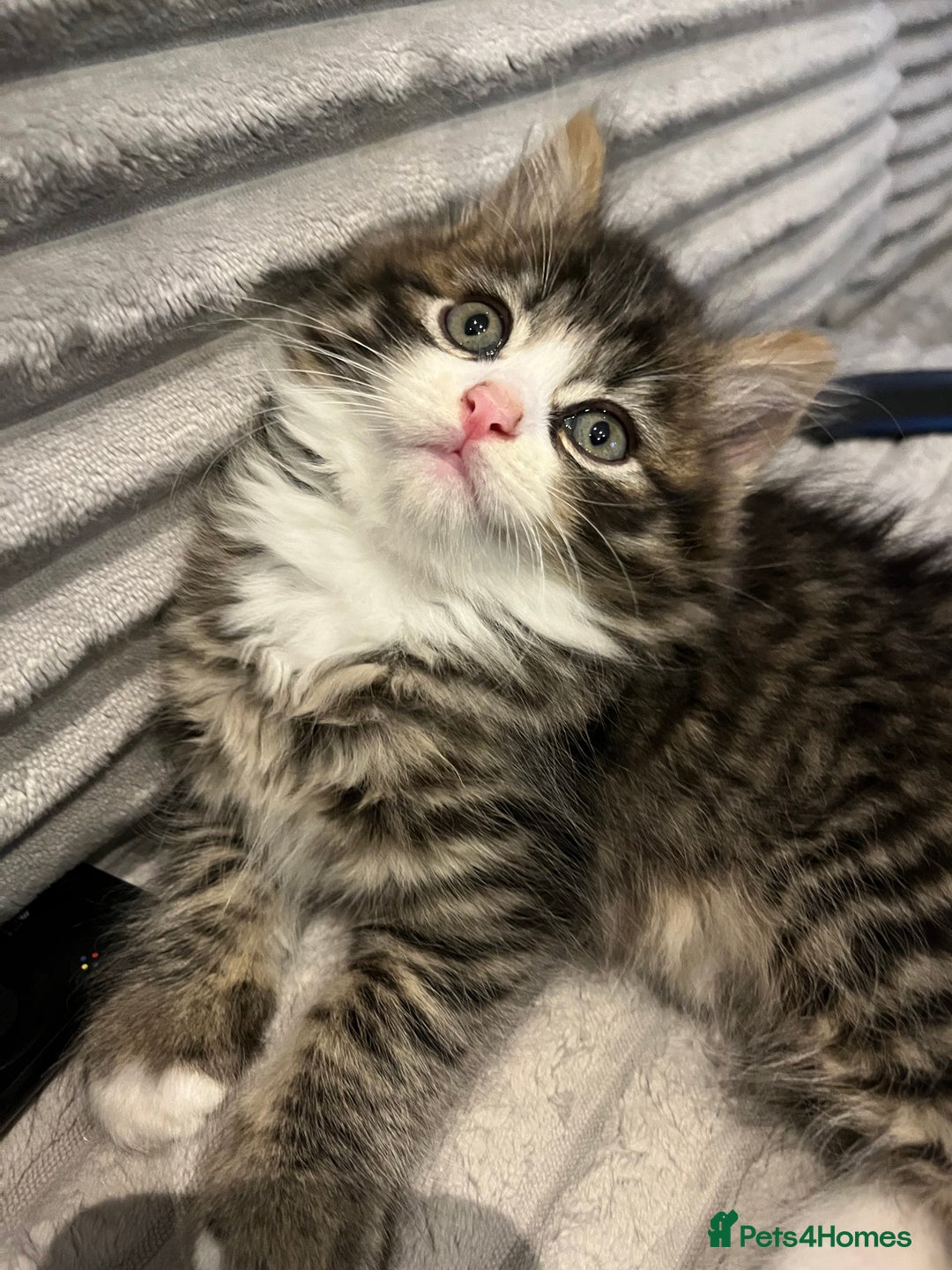 Siberian cats for sale: Stunning Siberian kittens 🐱  - Advert 10