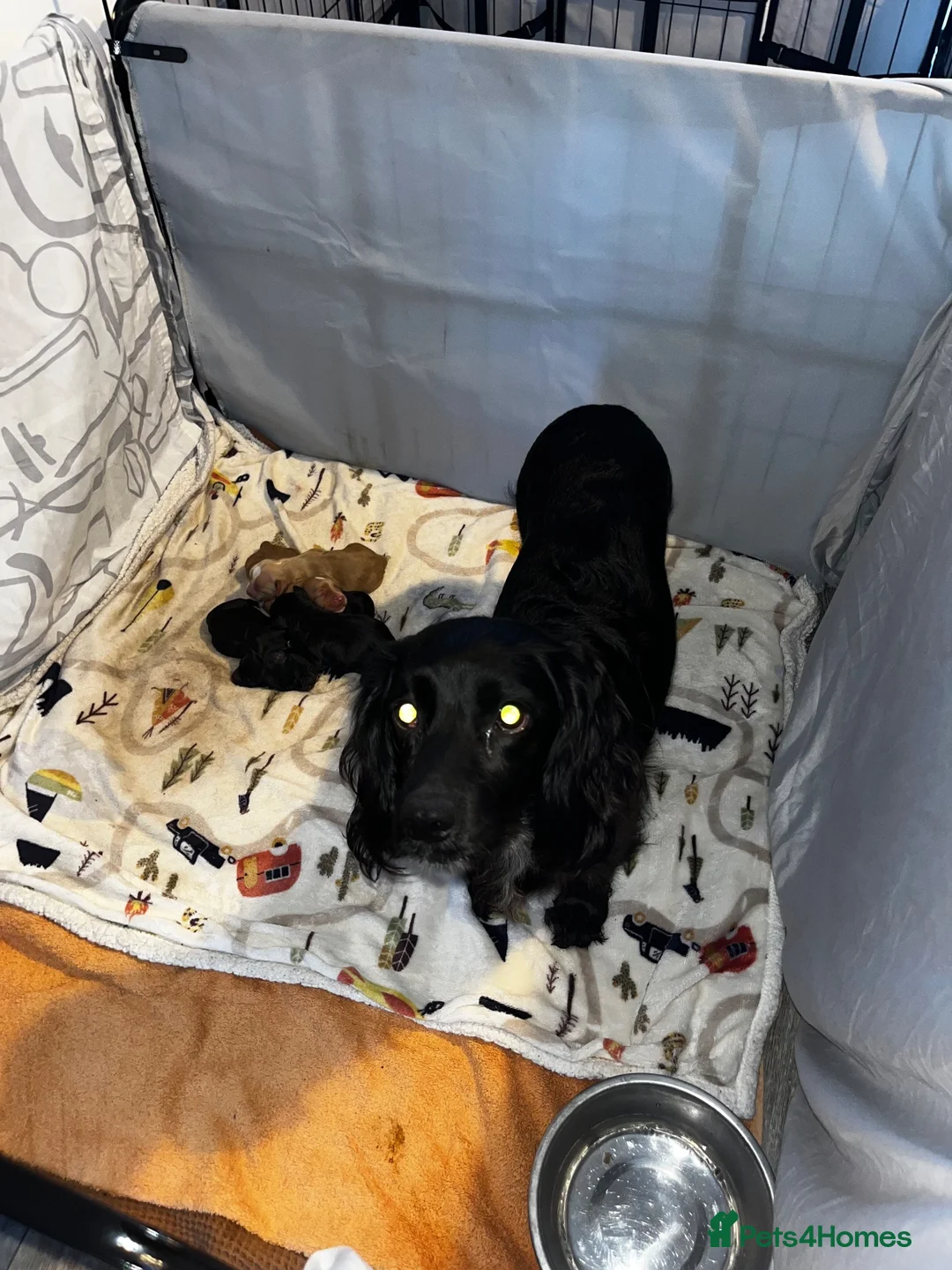 Cocker Spaniel dogs for sale: 5 Cocker Spaniel Puppies for Sale - Advert 2