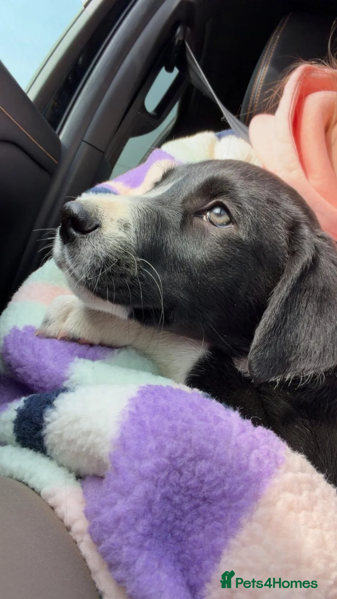 Borador dogs for sale: One 11 week old Borador female pup left for sale. - Advert 1