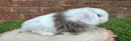 Mini Lop rabbits for sale: Stunning purebred mini lop ready to reserve  - Advert 9