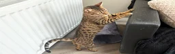 Savannah cats for sale: Sittingpretty TigerLily F5 SBT Savannah female - Advert 6