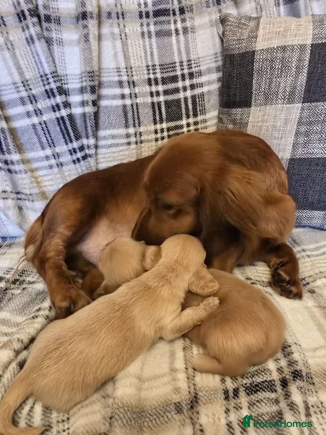 Miniature Dachshund dogs for sale: Long-hair miniature Duchshund - Image 9