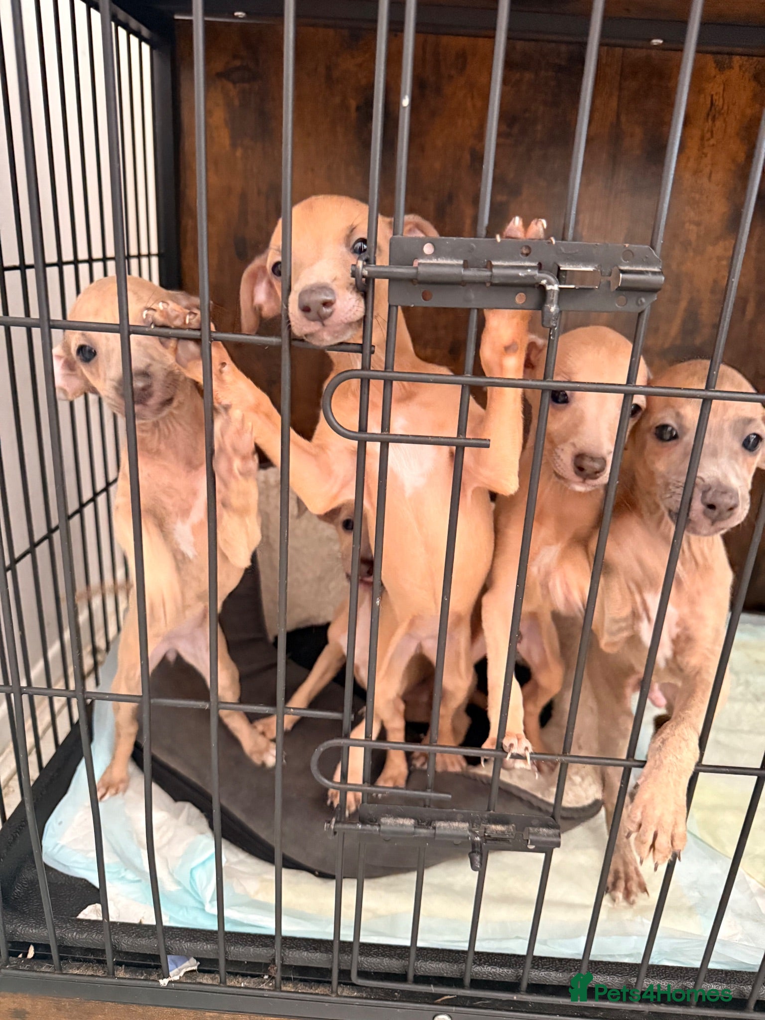Italian Greyhound dogs Stunning Italian Greyhound Puppies  - Advert 2