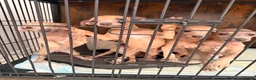 Italian Greyhound dogs for sale: Stunning Italian Greyhound Puppies  in Aylesford - Advert 2