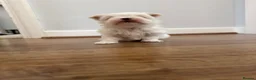 Maltese dogs for sale: One Beautiful Korean Maltese boy left for sale 🐾  - Advert 9