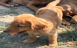 Labrador Retriever dogs for sale: Fantastic litter of fox Red Labrador puppies - Image 11