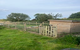 Goats livestock for sale: 2 lovely male goats  - Image 4
