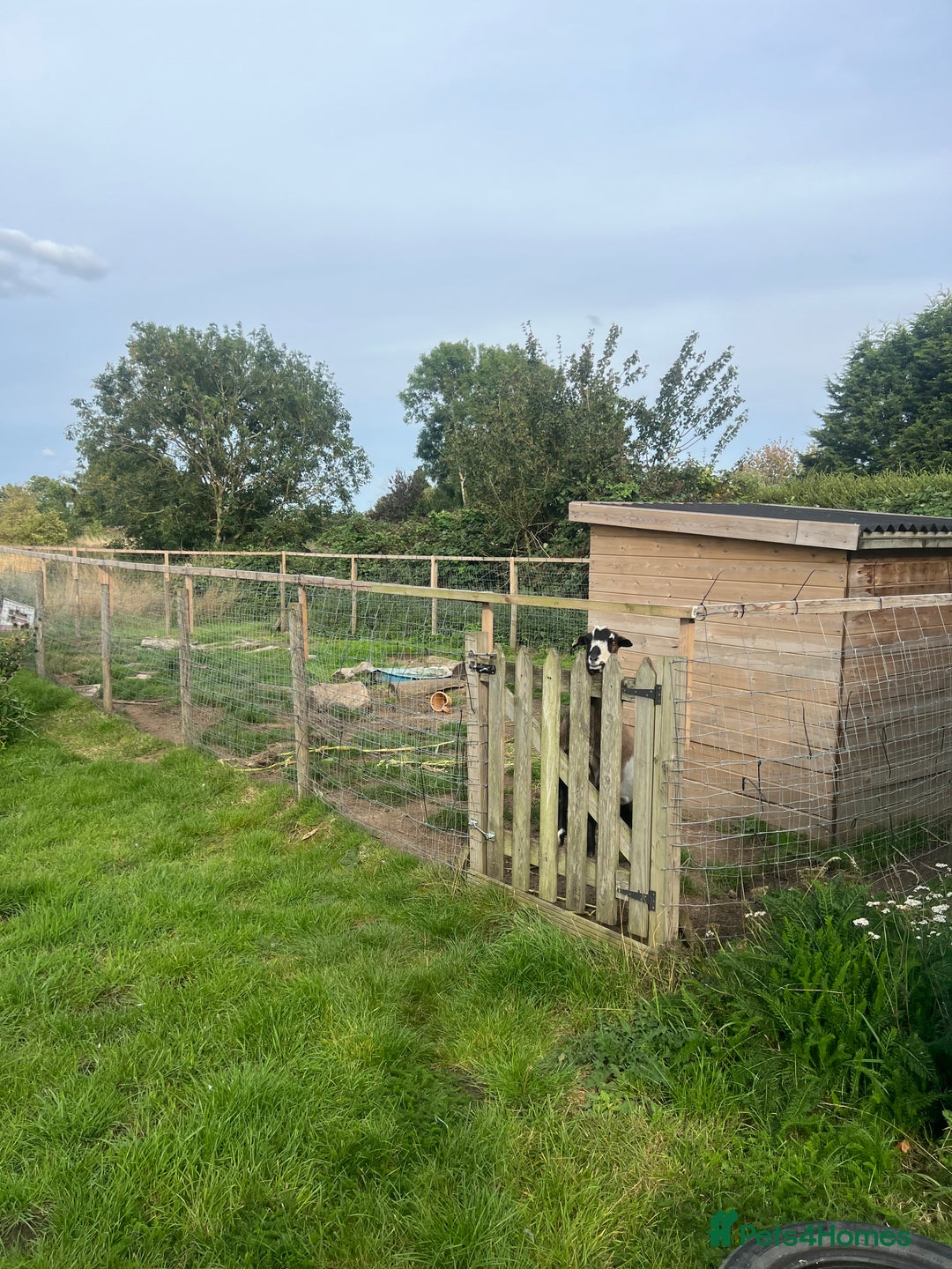 Goats livestock for sale: 2 lovely male goats  - Image 4