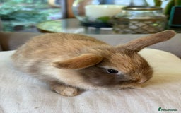 Mini Lop rabbits for sale: Lovely litter of 4 x mini lops - Image 6