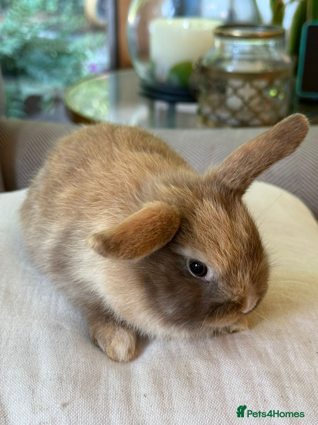 Mini Lop rabbits for sale: Lovely litter of 4 x mini lops - Image 6