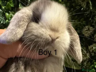 Mini Lop rabbits ⭐️MINI LOPS READY TO PREORDER ⭐️ - Advert 1