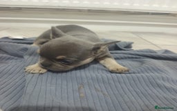 French Bulldog dogs for sale: French BullDog - Image 9