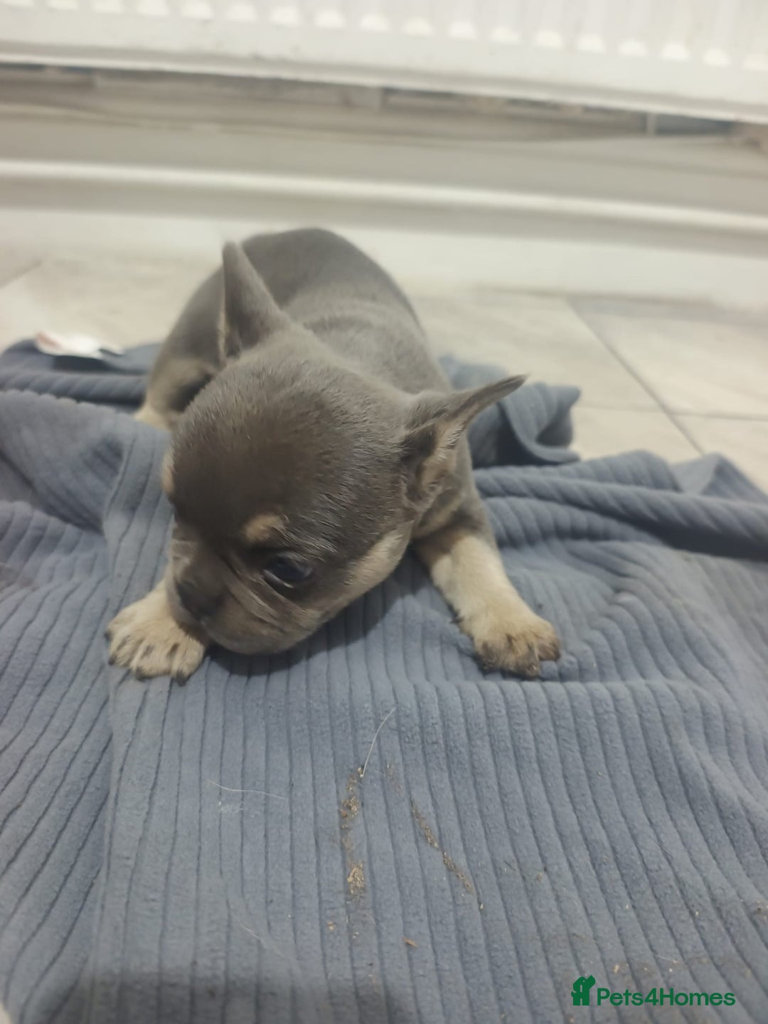 French Bulldog dogs for sale: French BullDog - Image 9