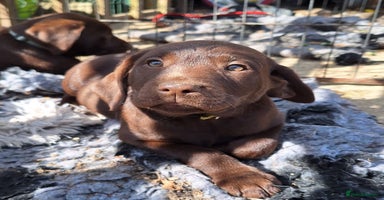 Labrador Retriever dogs for sale in Peterborough - Advert 2