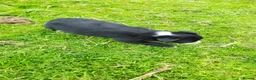Border Collie dogs for sale: Specialist Bred Border Collie Pups Merle - Advert 16