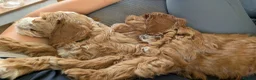 Cockapoo dogs for sale: Beautiful red pups from health tested parents - Advert 5