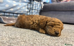 Cavapoo dogs for sale: F1b cavapoo babies - Advert 4