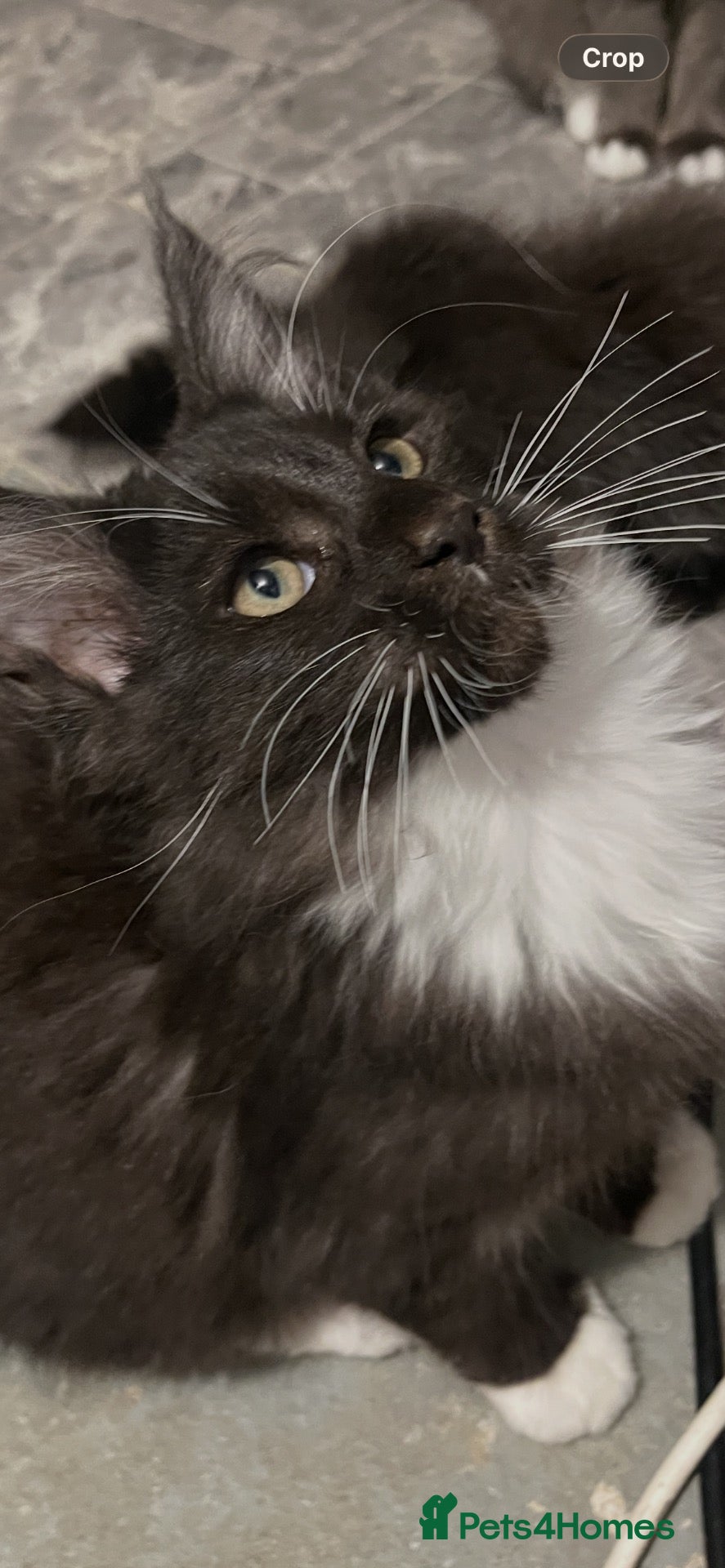 Maine Coon cats Stunning Maine coon babies very large size  - Advert 1