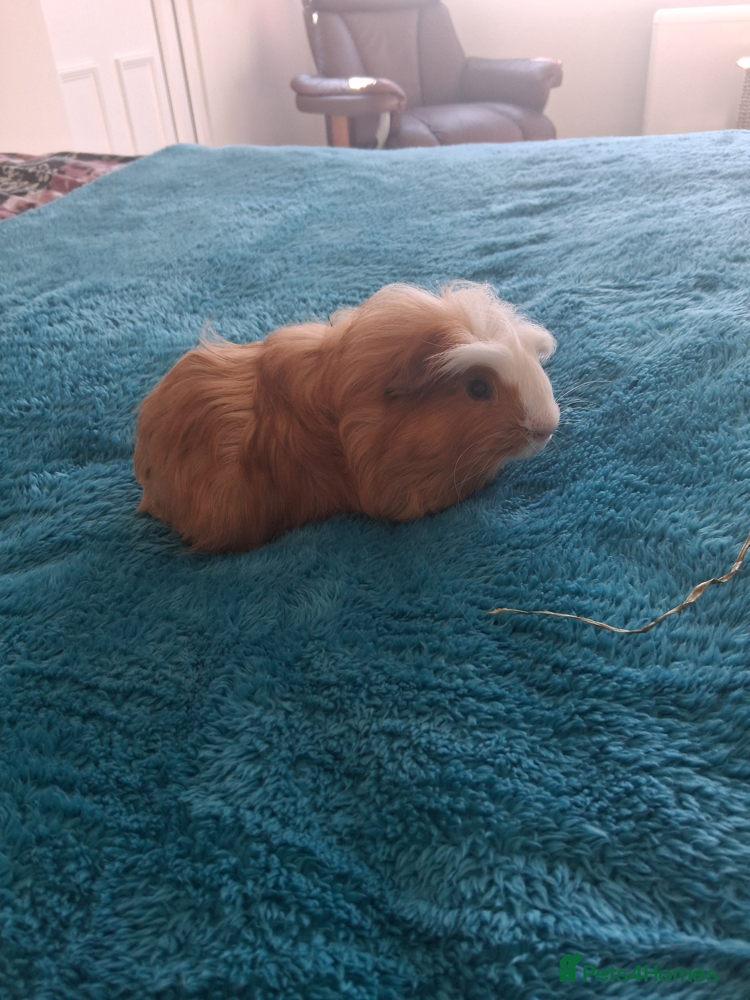 Guinea Pig rodents Guinea pig boar - Advert 1