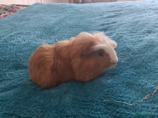 Guinea Pig rodents Guinea pig boar - Advert 1