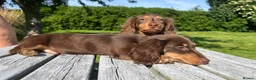 Miniature Dachshund dogs for sale: Reduced Price - Beautiful Longhair Boys Available - Advert 19