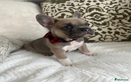French Bulldog dogs for sale: Quality French Bulldog Puppies L4 carriers - Image 7