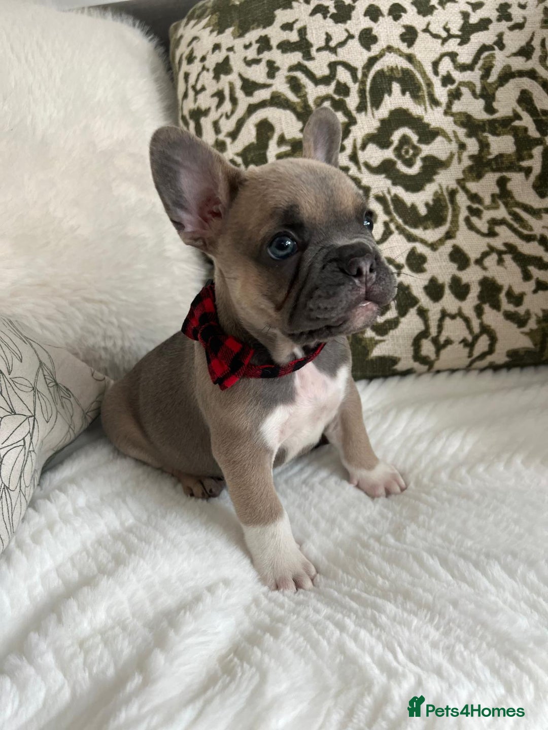 French Bulldog dogs for sale: Quality French Bulldog Puppies L4 carriers - Image 7